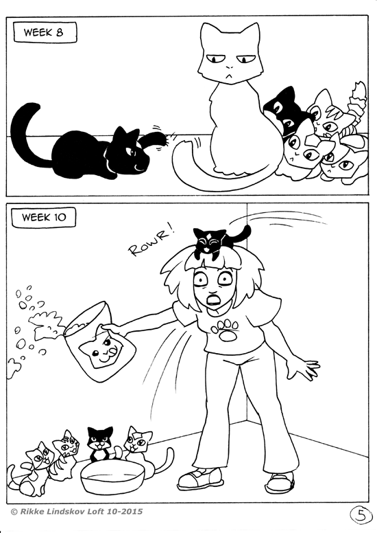 Black Cat - Page 5